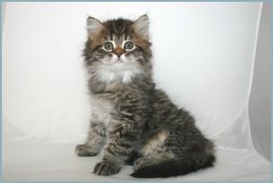 Female Siberian Kitten from Deedlebug Siberians